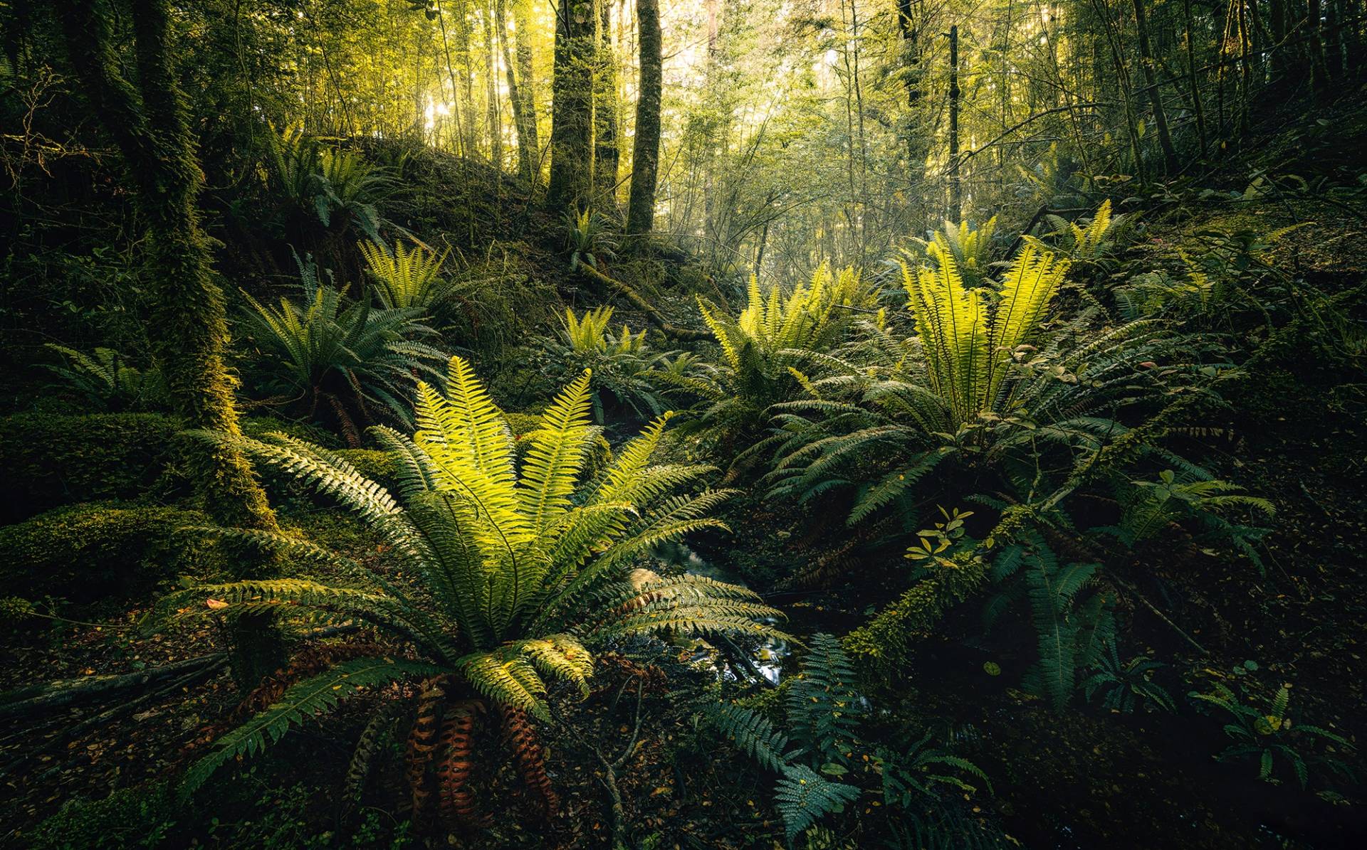 Komar Vliestapete "Fjordland Woods" von Komar