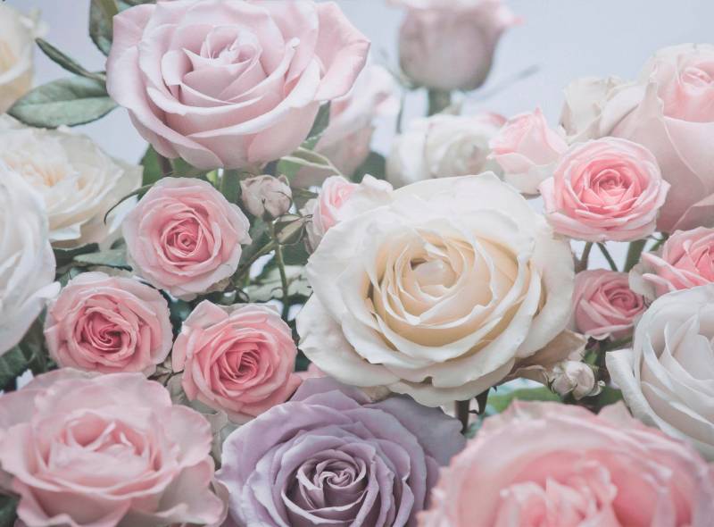 Komar Fototapete "Floraison - Größe 368 x 254 cm" bedruckt glatt Wohnzimmer, Schlafzimmer von Komar