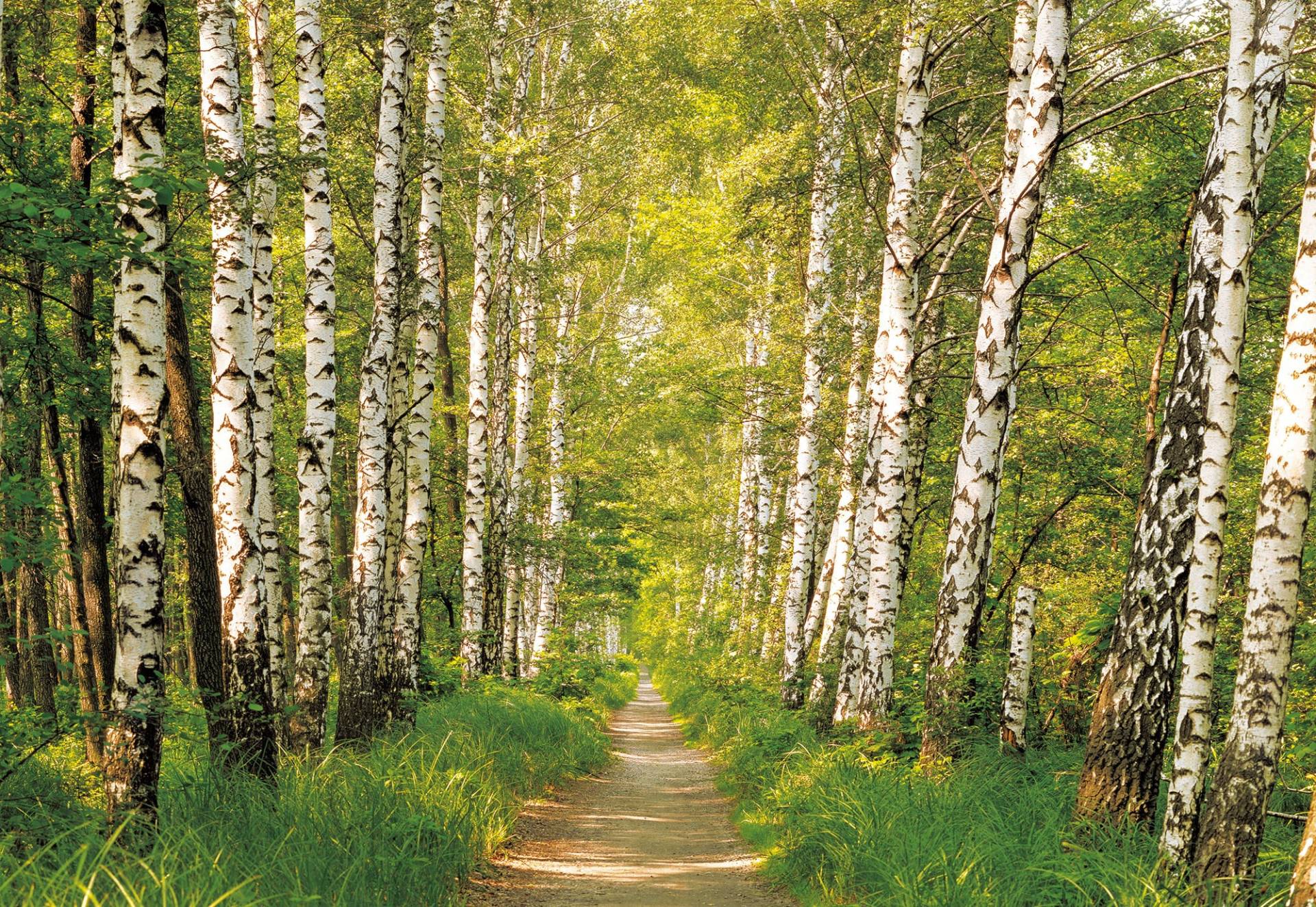 Komar Fototapete "Birkenwald" von Komar