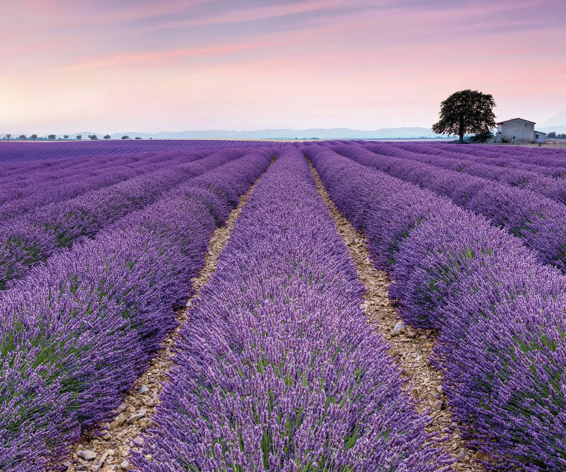 Komar Vliestapete "Provence" von Komar