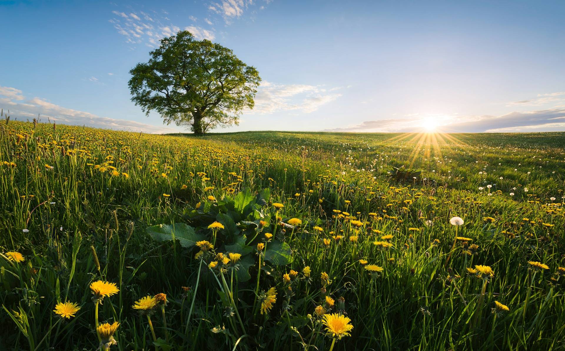 Komar Vliestapete "Frühling auf dem Land" von Komar