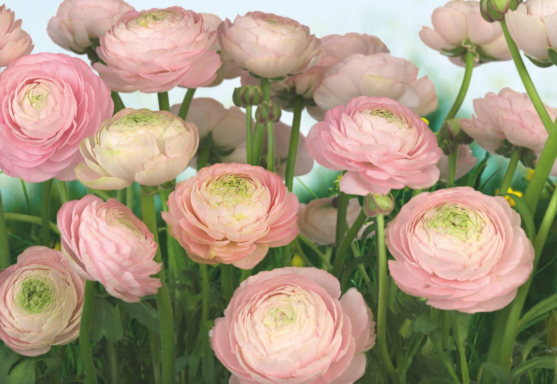 Komar Fototapete "Gentle Rosé - Größe 368 x 254 cm", bedruckt, Wohnzimmer, Schlafzimmer Komar Fototapete "Gentle Rosé - Größe 368 x 254 cm", bedruckt, Wohnzimmer, Schlafzimmer von Komar
