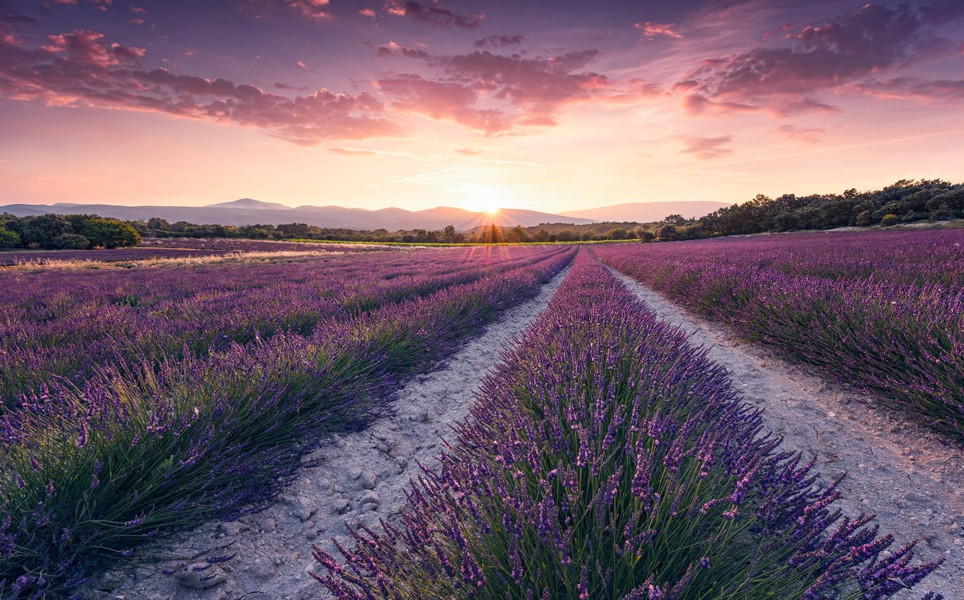 Komar Vliestapete "Lavender Dream" von Komar