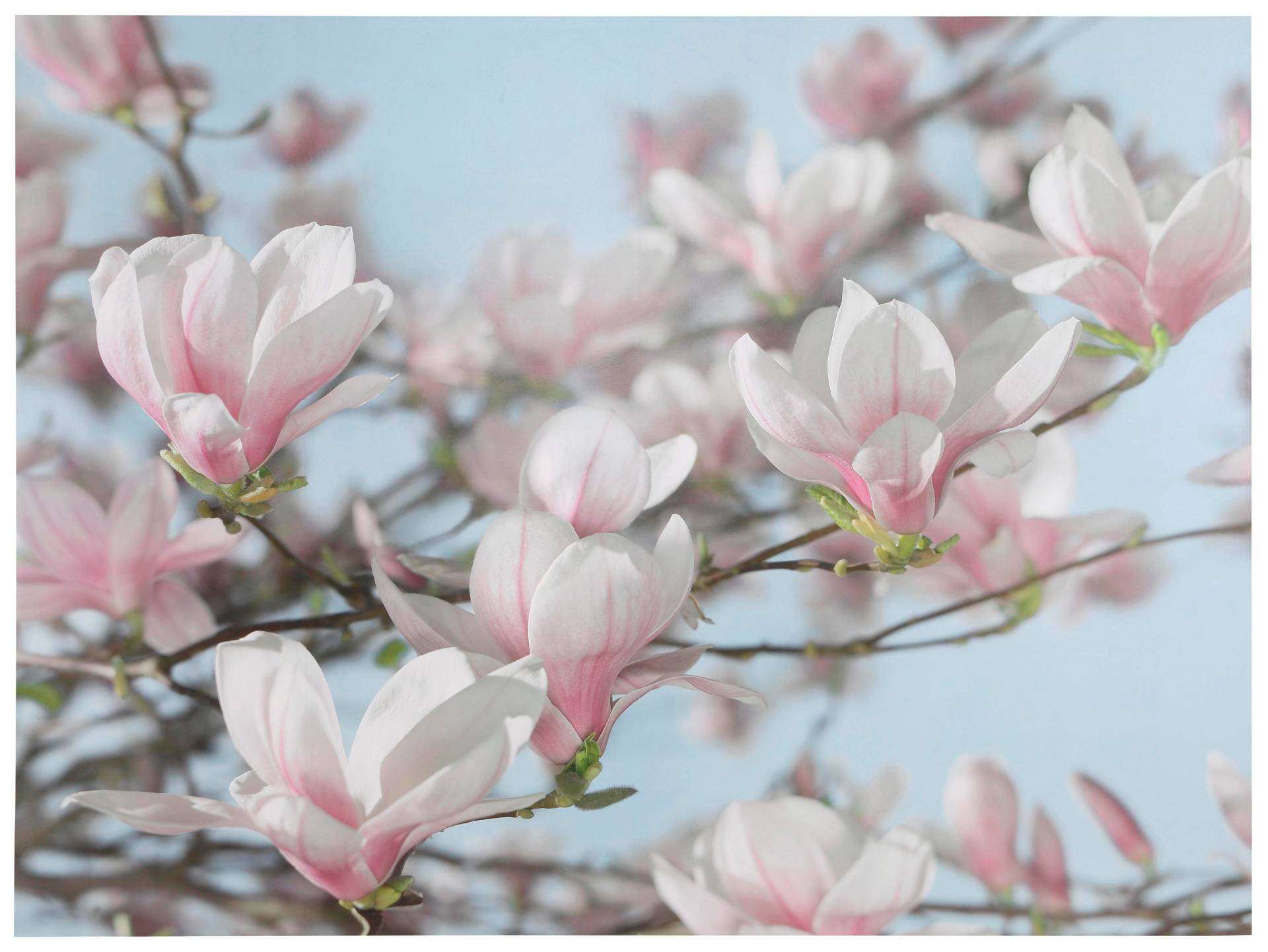 Komar Fototapete "Magnolia" von Komar