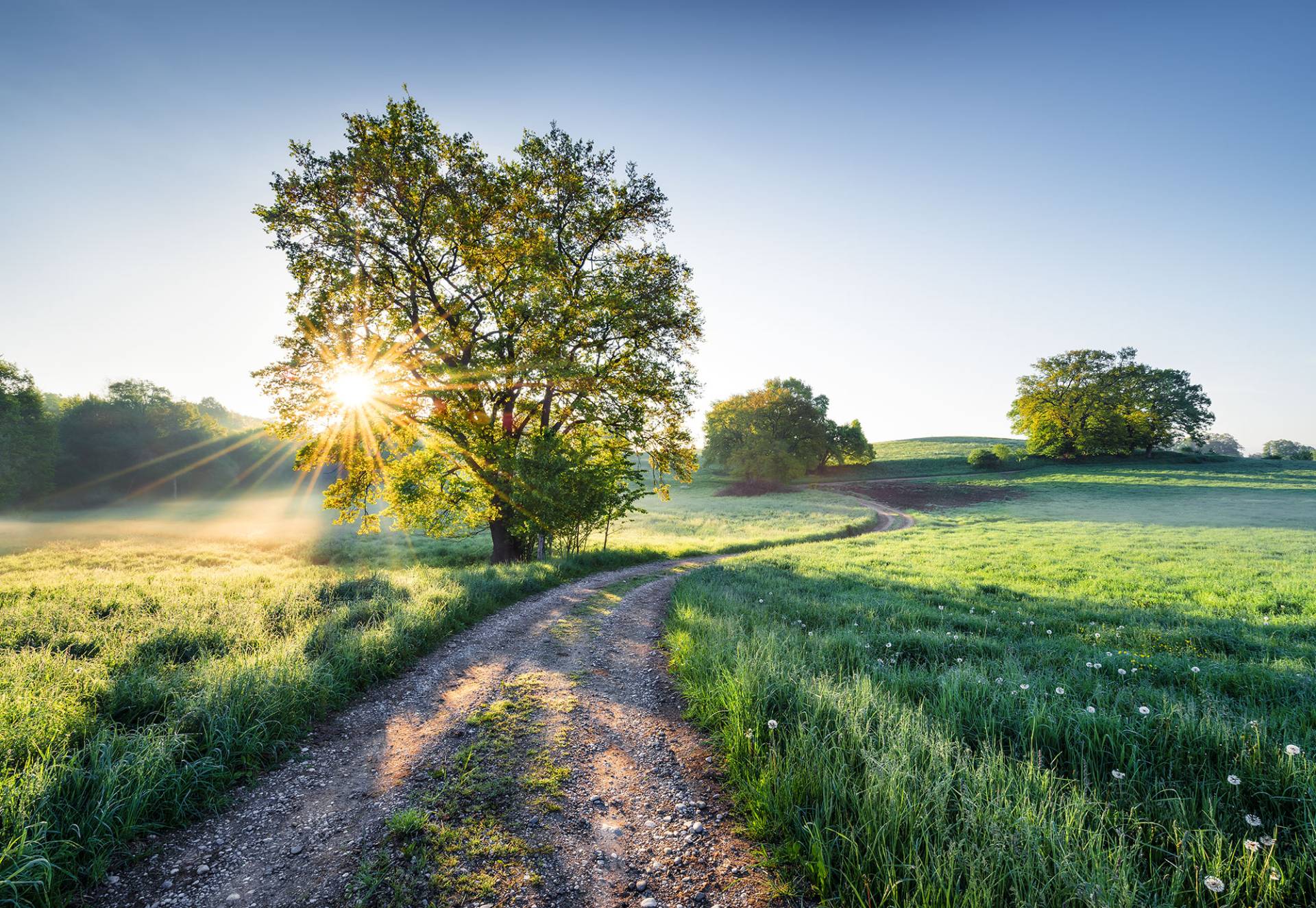 Komar Fototapete "Meadow Trail" von Komar