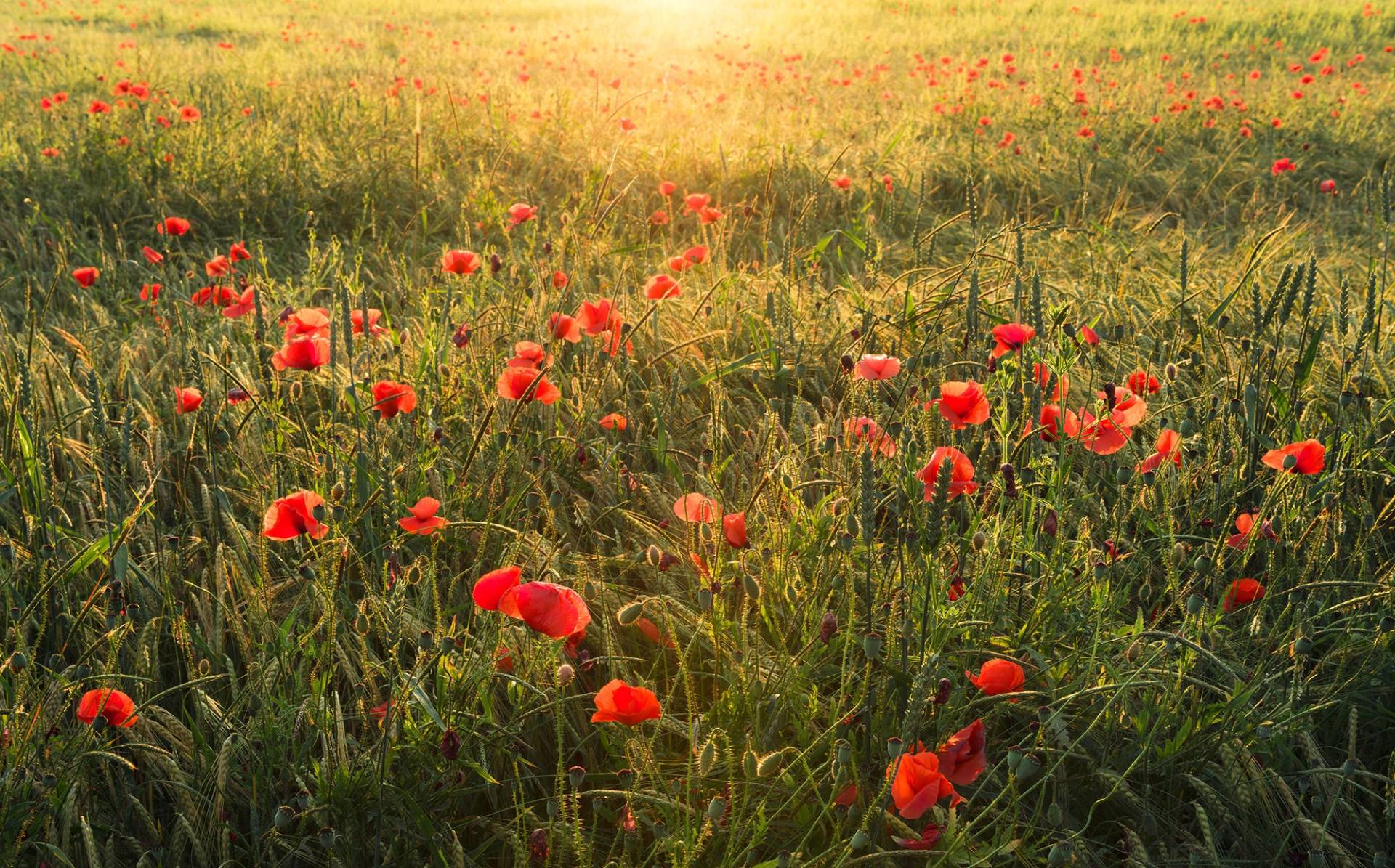 Komar Vliestapete "Poppy World" von Komar