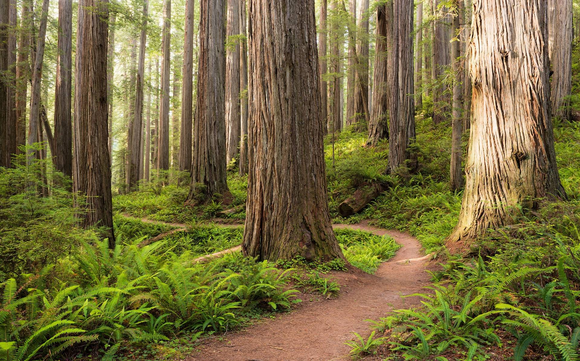 Komar Vliestapete "Redwood Trail" von Komar