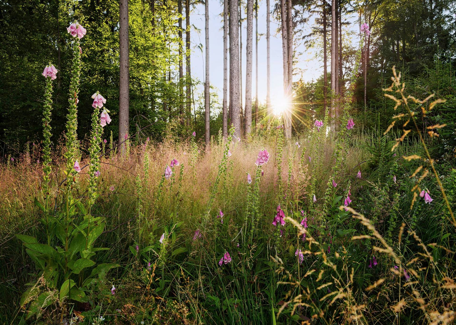 Komar Vliestapete "Summer Glade", 350x250 cm (Breite x Höhe) von Komar