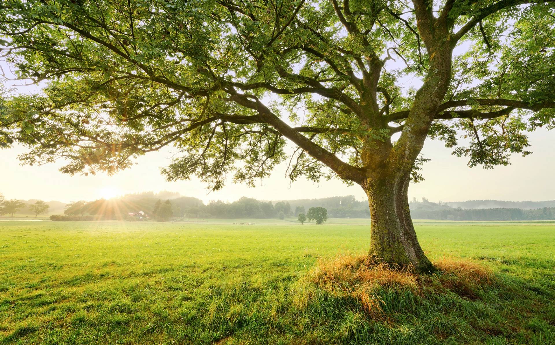 Komar Vliestapete "The Magic Tree", 450x280 cm (Breite x Höhe), Wohnzimmer, Schlafzimmer von Komar