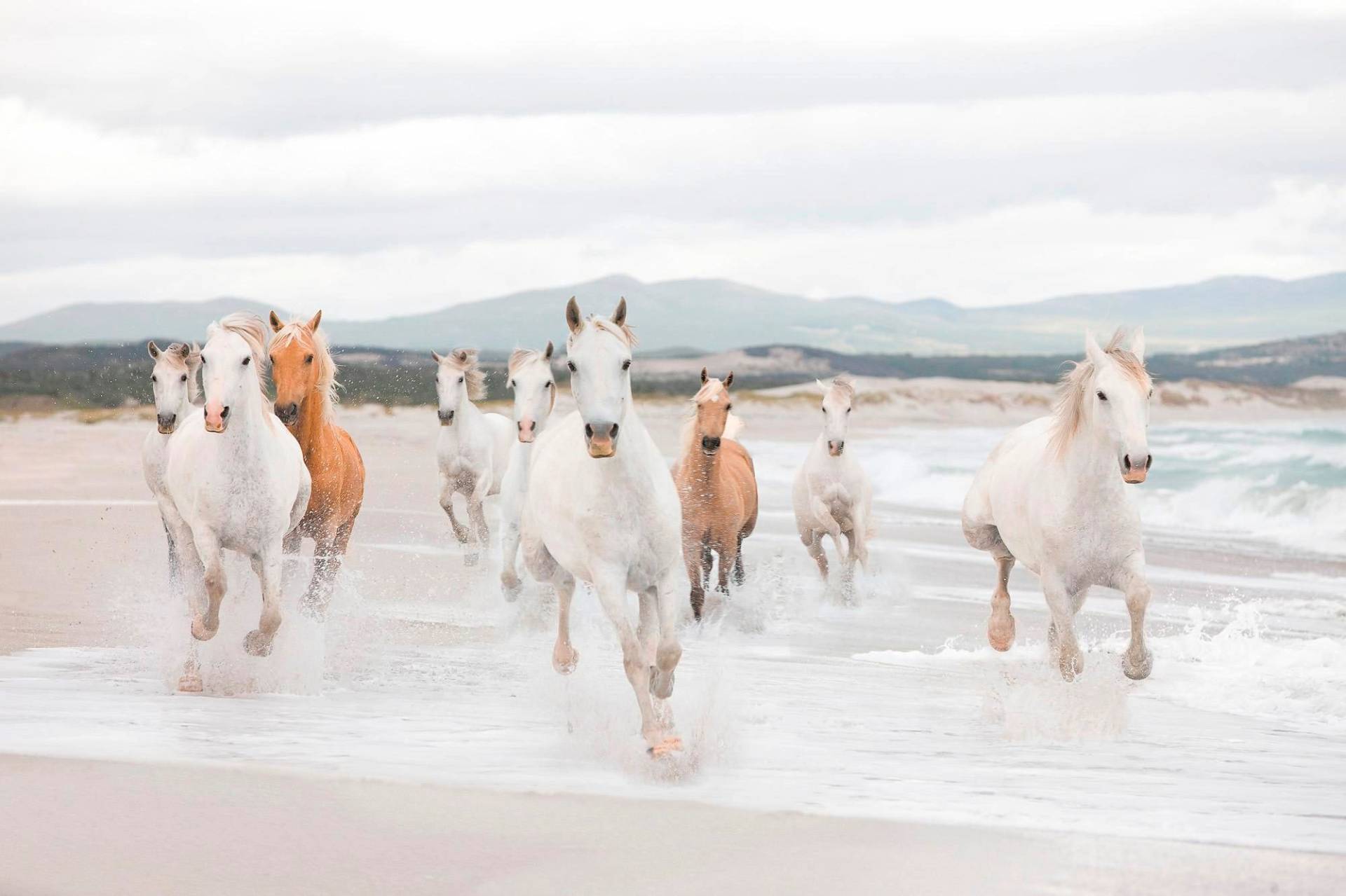 Komar Fototapete "White Horses" von Komar