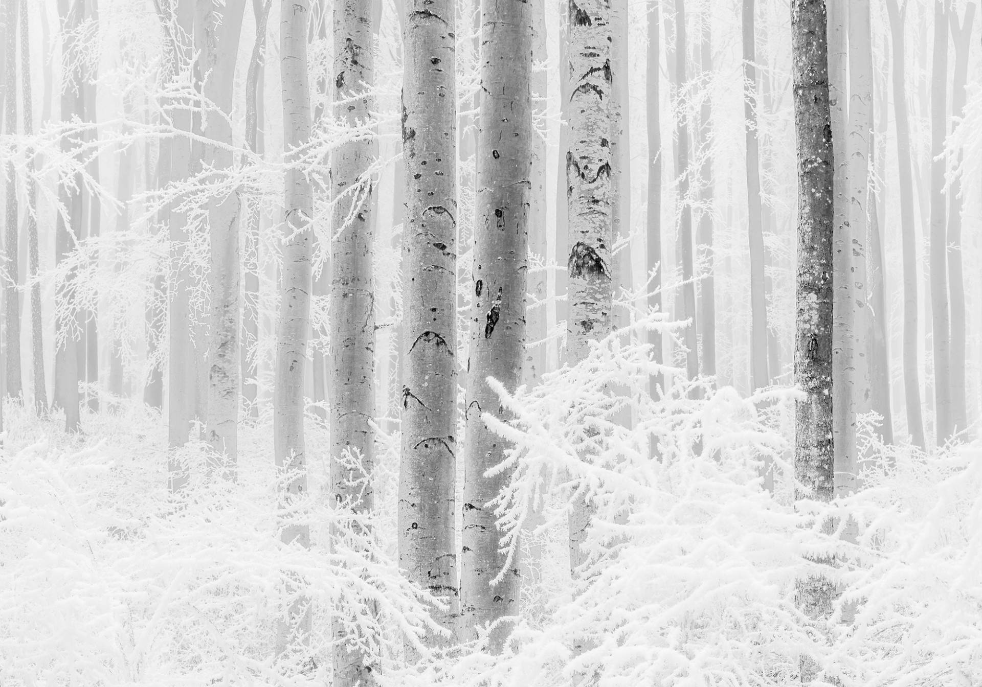 Komar Vliestapete "Winter Wood" von Komar