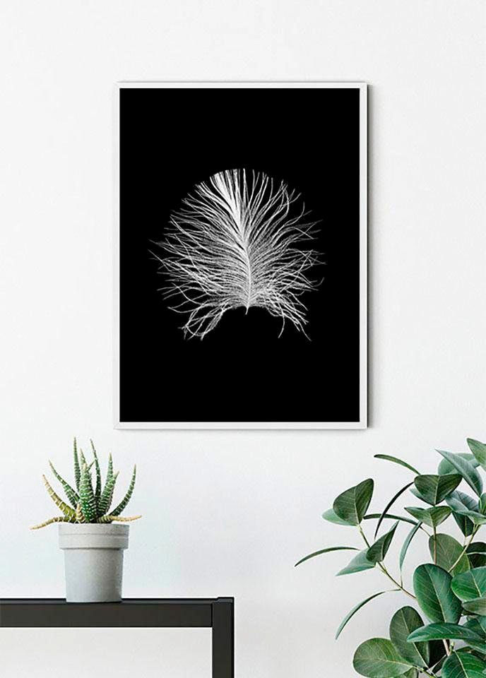 Komar Poster "Feather Black", Federn, (1 St.) von Komar