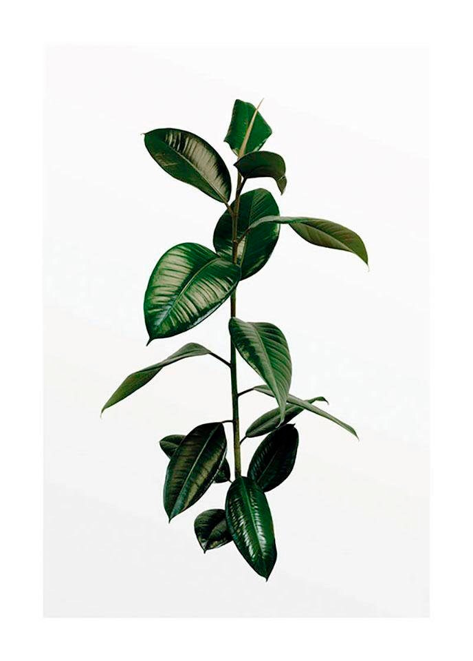 Komar Poster "Ficus Branch", Pflanzen, (1 St.) von Komar