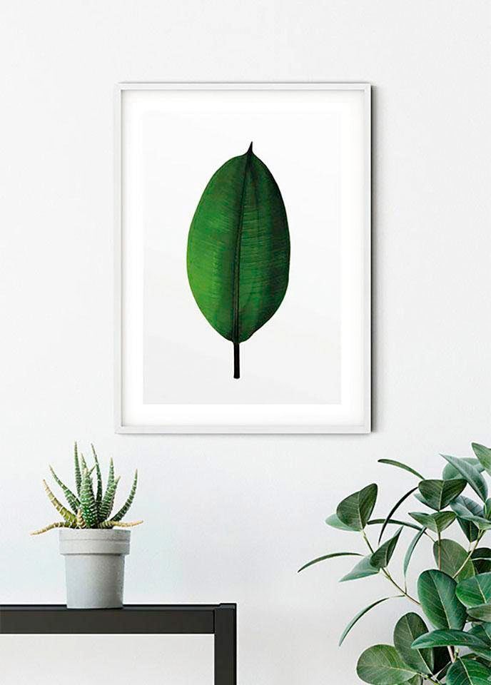 Komar Poster "Ficus Leaf", Pflanzen-Blätter, (1 St.) von Komar