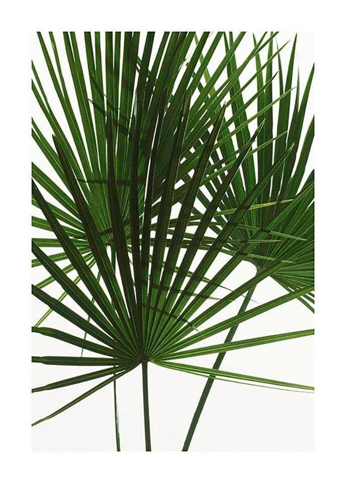 Komar Poster "Palmtree Leaves", Pflanzen, (1 St.) von Komar