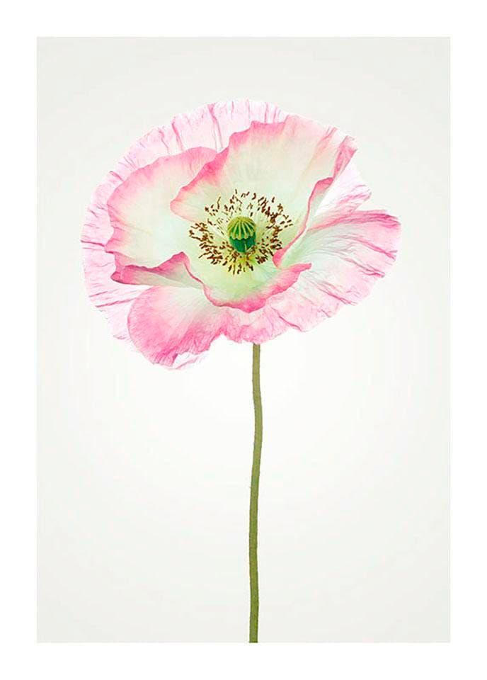 Komar Poster "Poppy", Blumen, (1 St.) von Komar