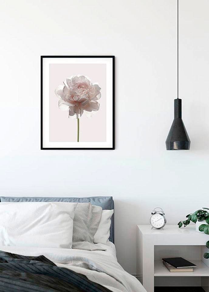 Komar Poster "Rose", Blumen, (1 St.) von Komar