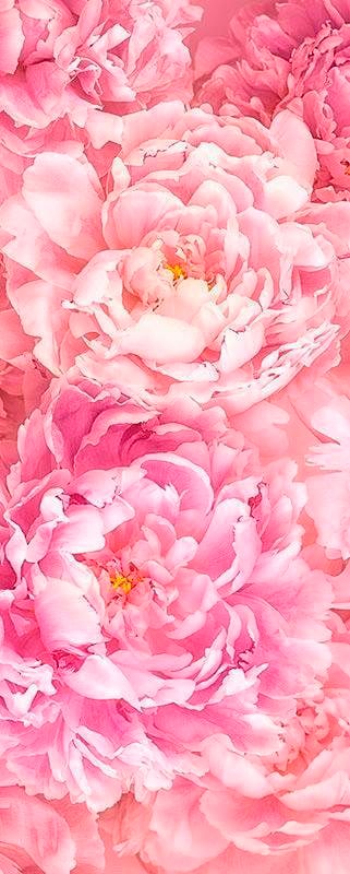 Komar Vliestapete (Breite x Höhe), Vliestapete, 100 cm Bahnbreite von Komar