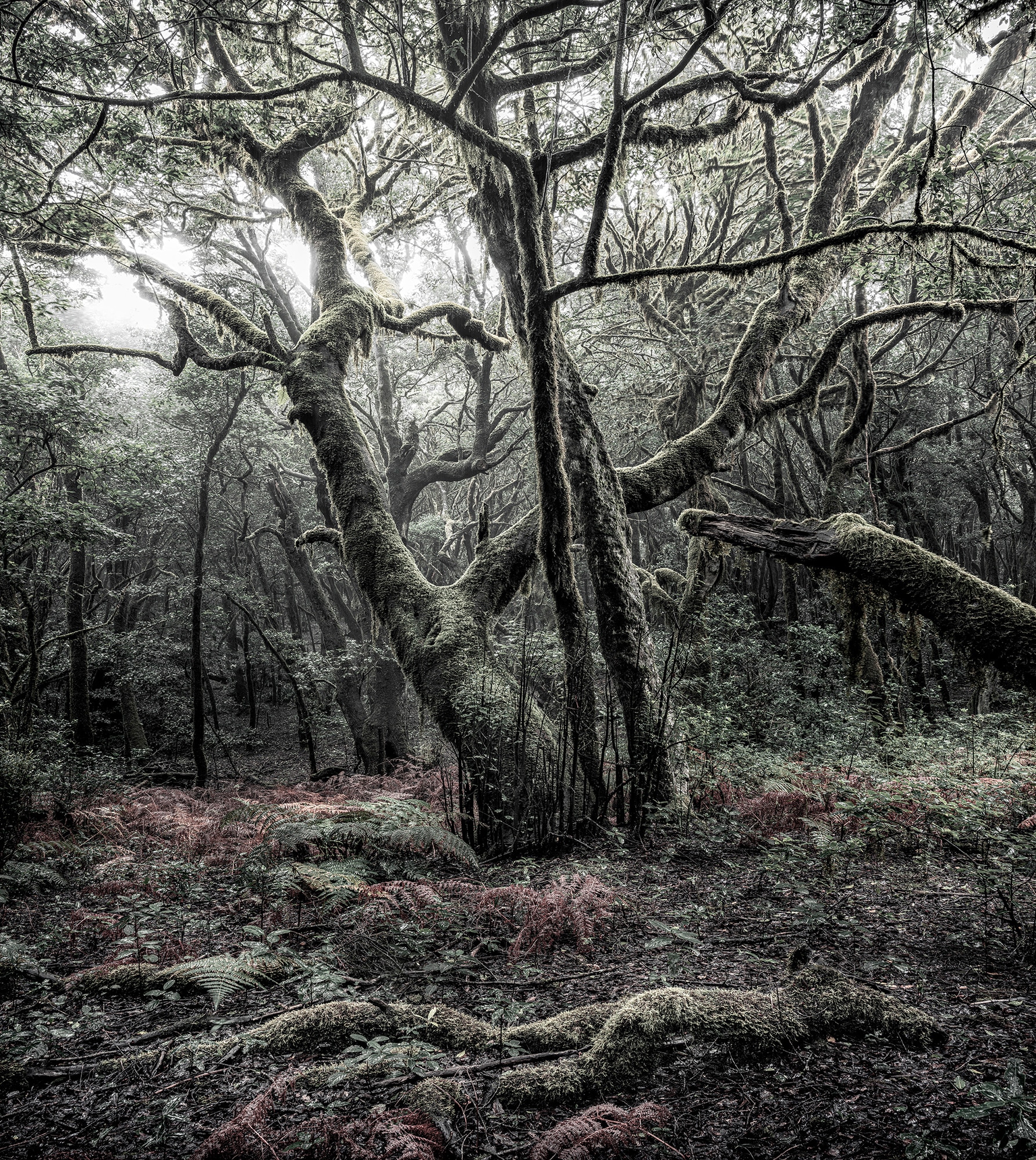 Komar Vliestapete "Digitaldruck Vlies - Das Model - Größe 250 x 280 cm" bedruckt glatt Wohnzimmer, Schlafzimmer von Komar