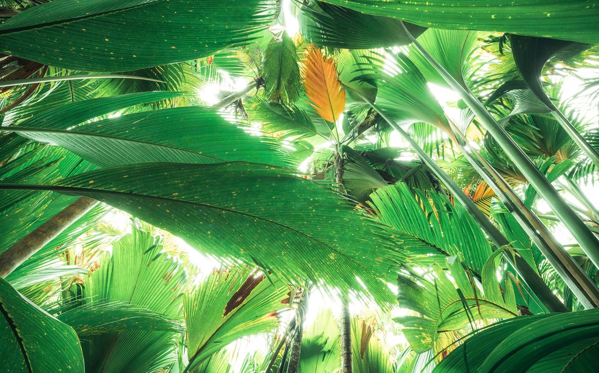 Komar Vliestapete "Digitaldruck Vlies - Dschungeldach II - Größe 450 x 280 cm" bedruckt glatt Wohnzimmer, Schlafzimmer von Komar