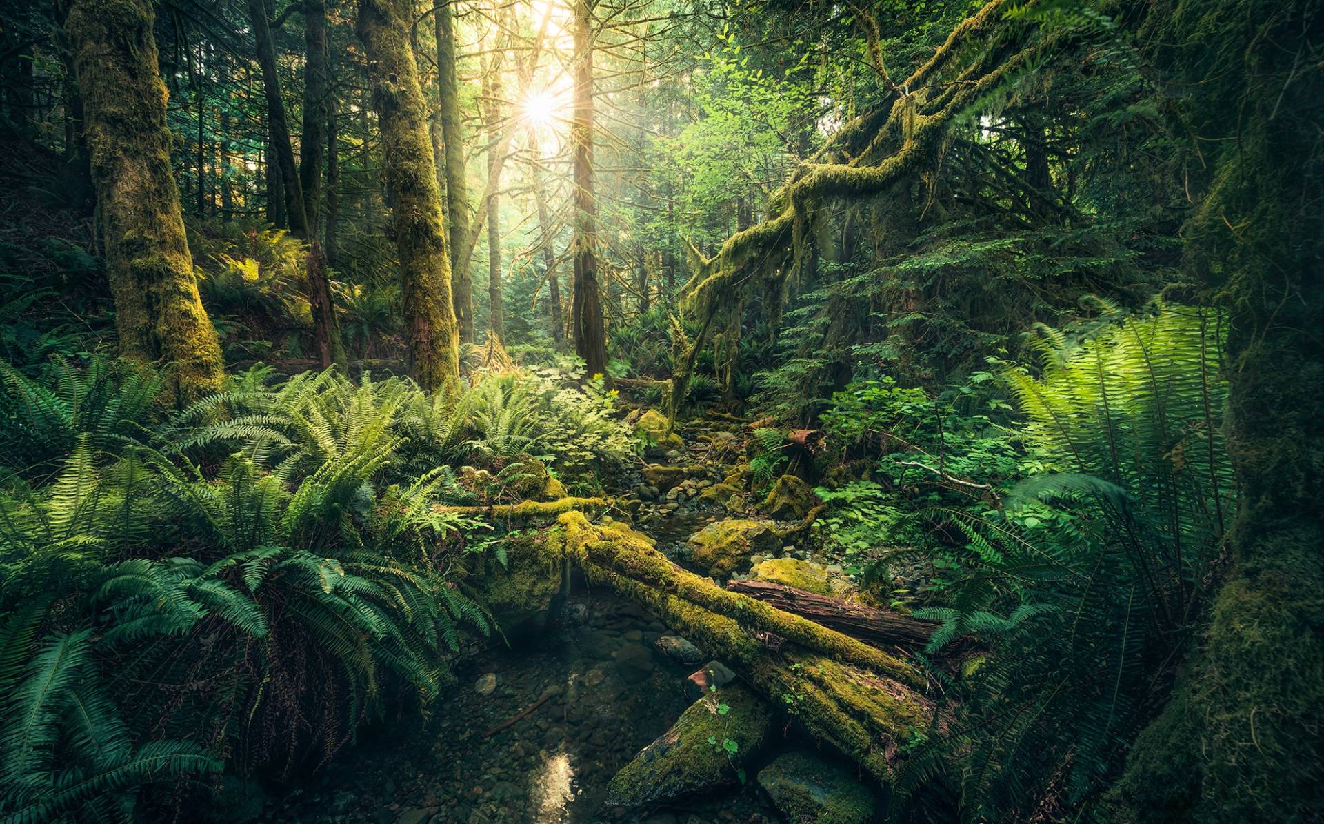 Komar Vliestapete "Digitaldruck Vlies - Elves Cathedral - Größe 450 x 280 cm" bedruckt glatt Wohnzimmer, Schlafzimmer von Komar