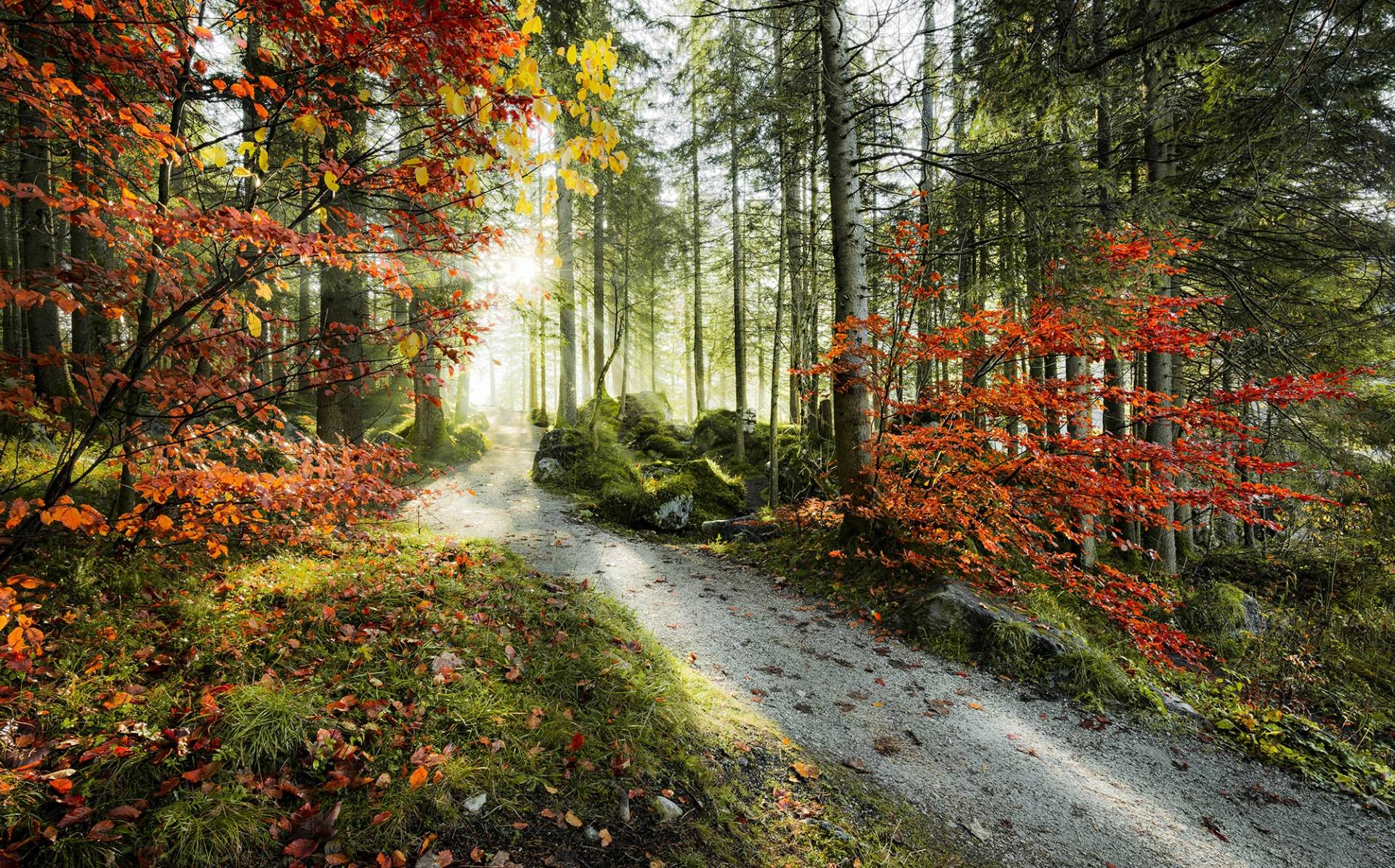 Komar Vliestapete "Digitaldruck Vlies - Feuerzungen - Größe 450 x 280 cm" bedruckt glatt Wohnzimmer, Schlafzimmer von Komar