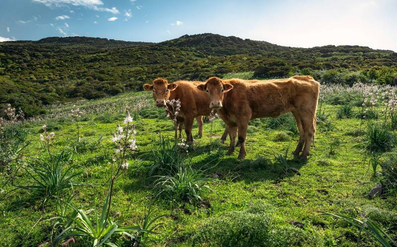 Komar Vliestapete "Digitaldruck Vlies - Kuhparadies - Größe 450 x 280 cm" bedruckt glatt Wohnzimmer, Schlafzimmer von Komar