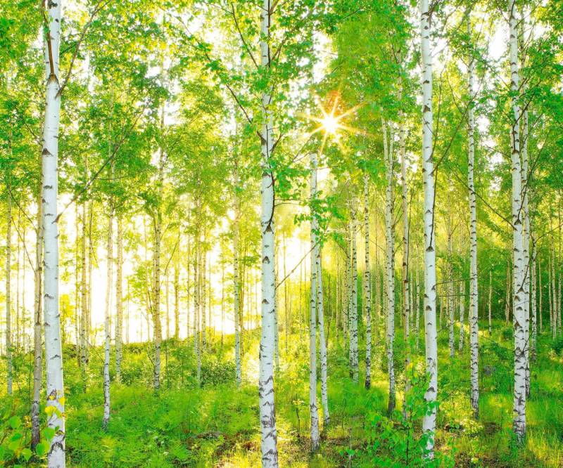 Komar Vliestapete "Digitaldruck Vlies - Sunday - Größe 300 x 250 cm" bedruckt glatt Wohnzimmer, Schlafzimmer von Komar