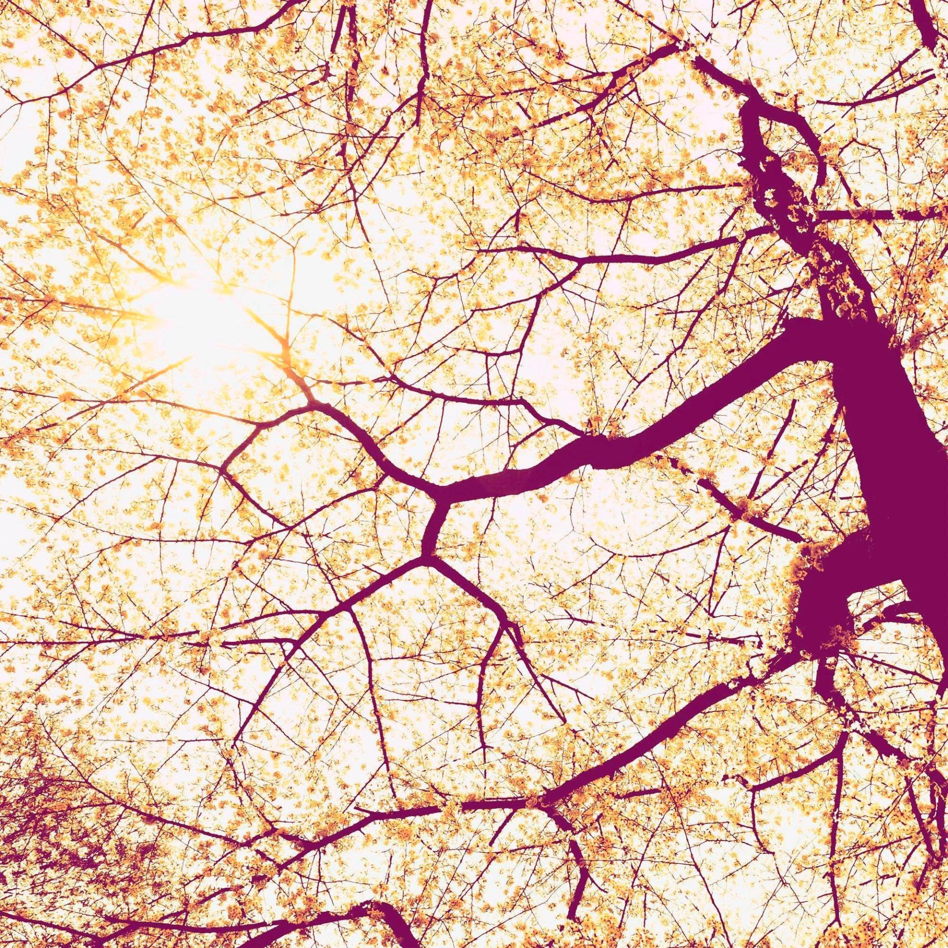 Komar Vliestapete "Digitaldruck Vlies - Sunshine - Größe 250 x 250 cm" bedruckt glatt Wohnzimmer, Schlafzimmer von Komar