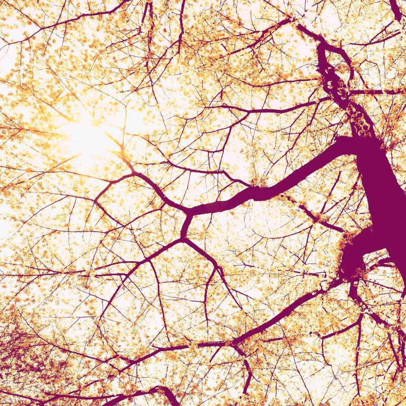 Komar Vliestapete "Digitaldruck Vlies - Sunshine - Größe 250 x 250 cm" bedruckt glatt Wohnzimmer, Schlafzimmer von Komar