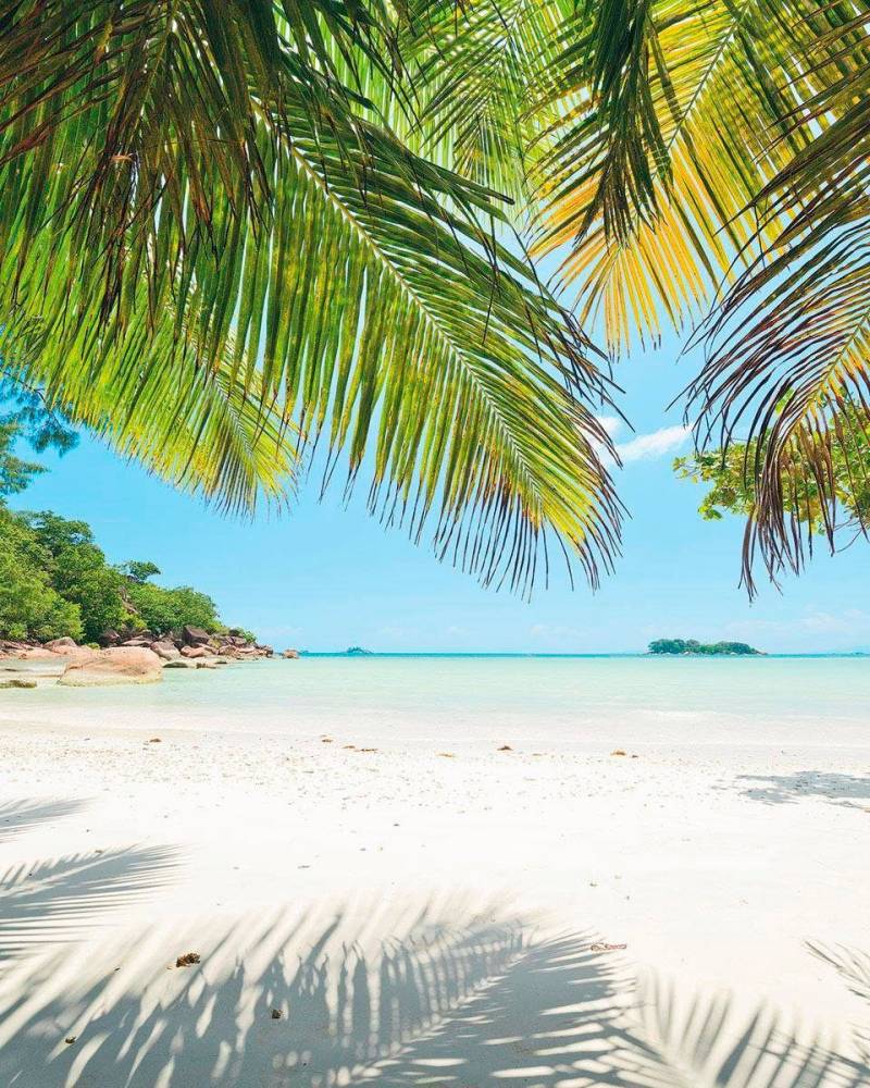 Komar Vliestapete "Digitaldruck Vlies - Under The Palmtree - Größe 200 x 250 cm" bedruckt glatt Wohnzimmer, Schlafzimmer von Komar