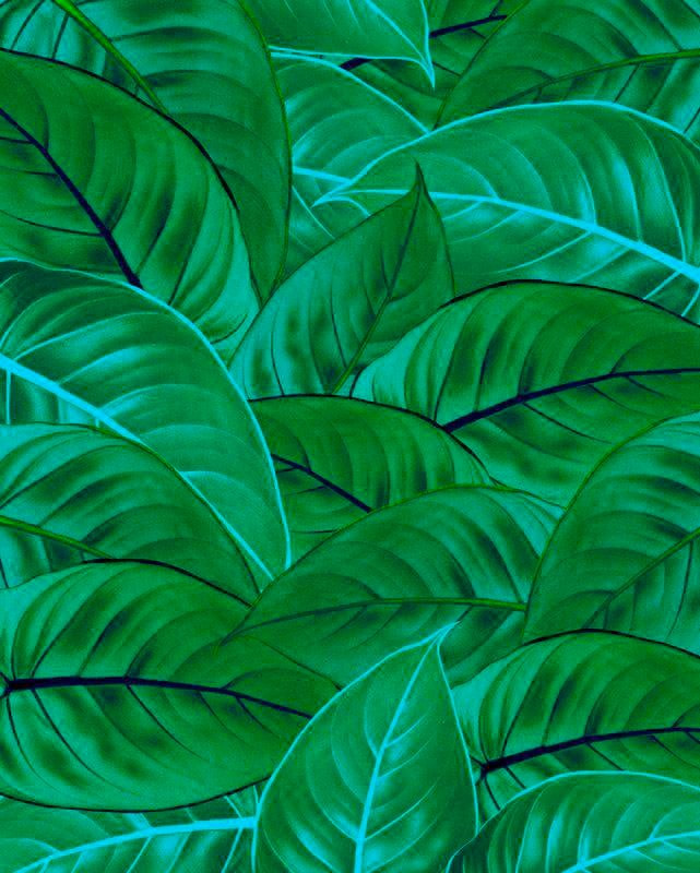 Komar Vliestapete "Jungle Leaves" von Komar