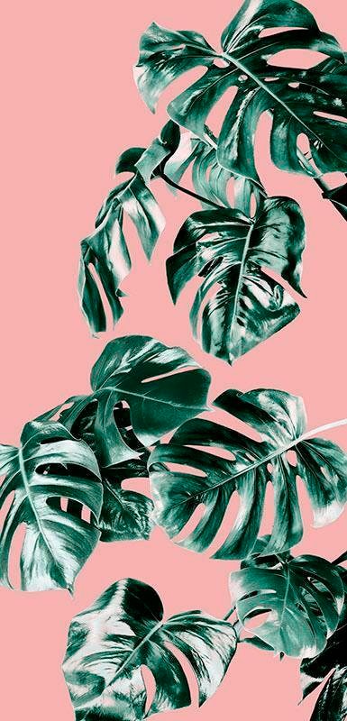 Komar Vliestapete "Monstera Rosé Panel" von Komar