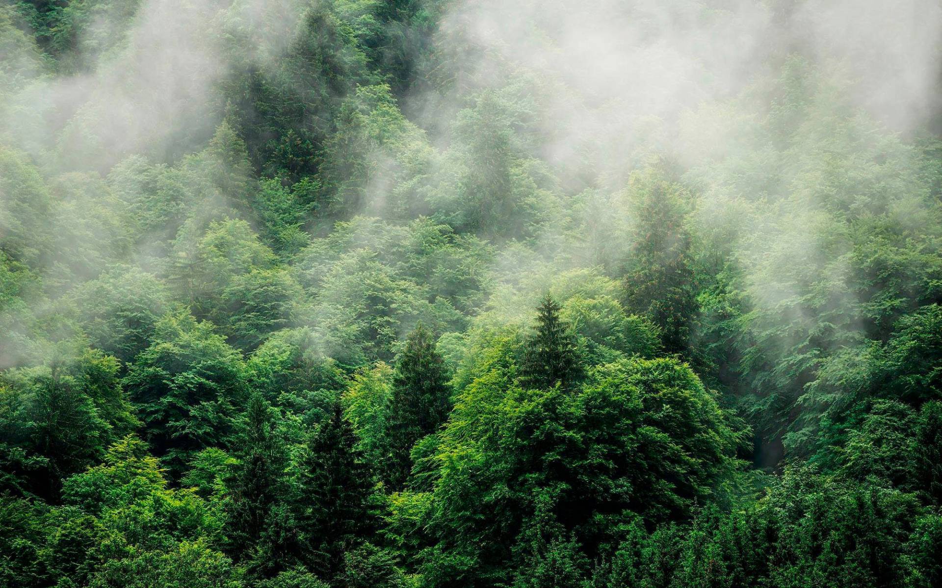 Komar Vliestapete "Forest Land" von Komar