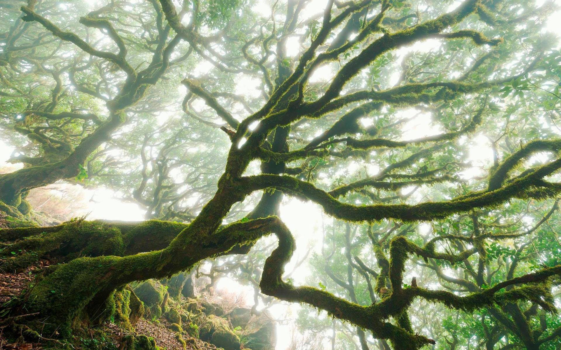 Komar Vliestapete "Digitaldruck Vlies - The Forgotten Forest - Größe 400 x 250 cm", bedruckt, Wohnzimmer, Schlafzimmer von Komar