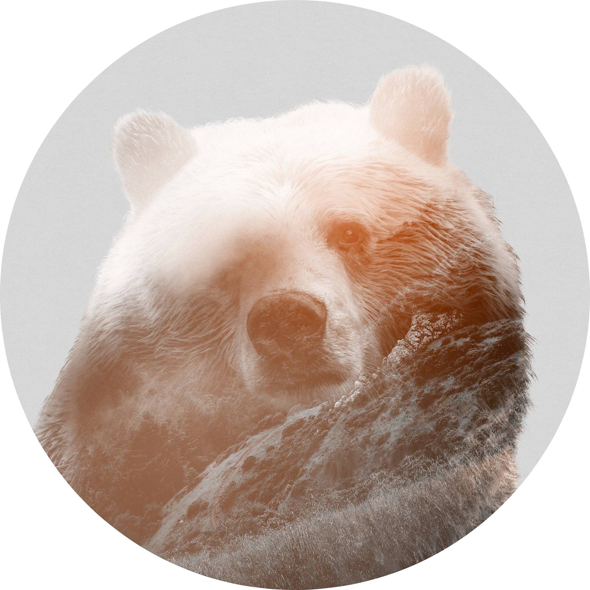 Komar Vliestapete "Vlies selbstklebend - Bearava - Größe 125 x 125 cm" bedruckt glatt Wohnzimmer, Schlafzimmer von Komar