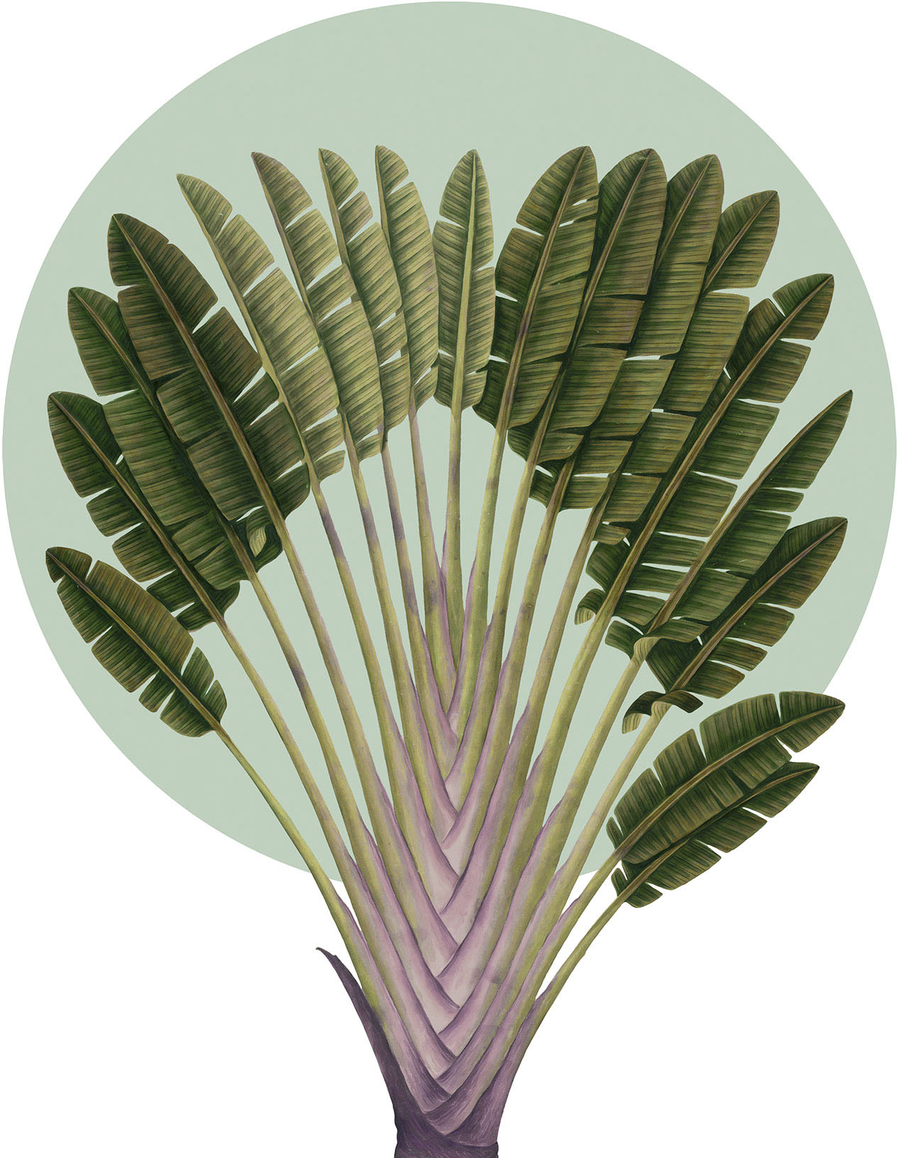 Komar Wandbild "Botanical Garden Pinnate Palm", (1 St.), Deutsches Premium-Poster Fotopapier mit seidenmatter Oberfläche und hoher Lichtbeständigkeit. Für fotorealistische Drucke mit gestochen scharfen Details und hervorragender Farbbrillanz. von Komar