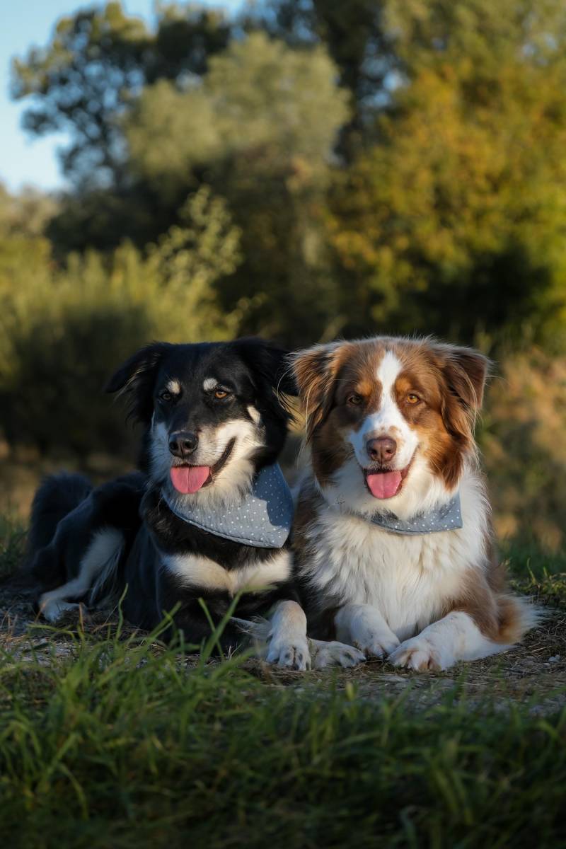 Schönes Halstuch Für Hunde Aus Musselin - Verschiedene Farben Größen Zum Knoten von Krawallina