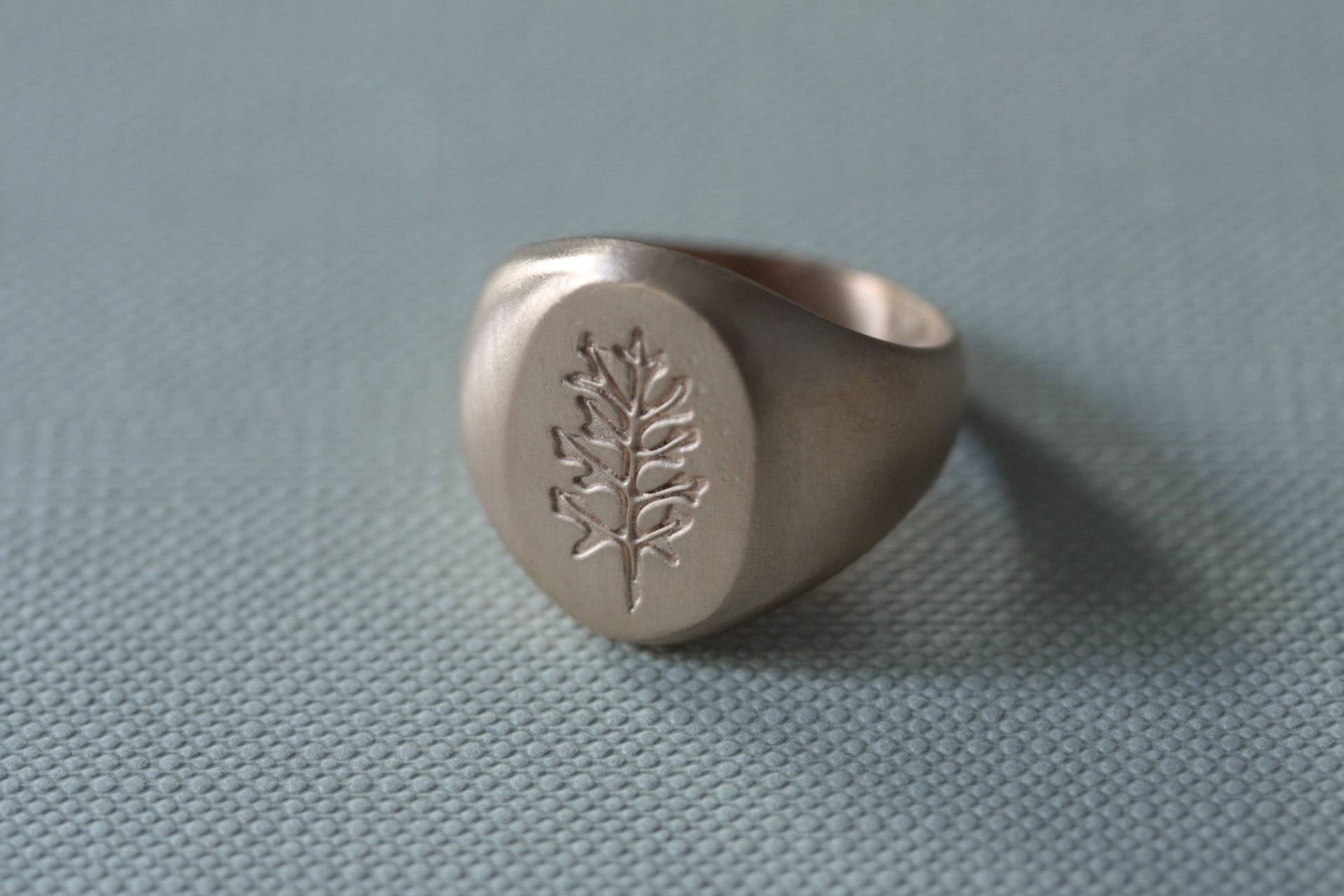 Chevalier Herbarium - Senecio Maritima von LABCORSOSANGOTTARDO3