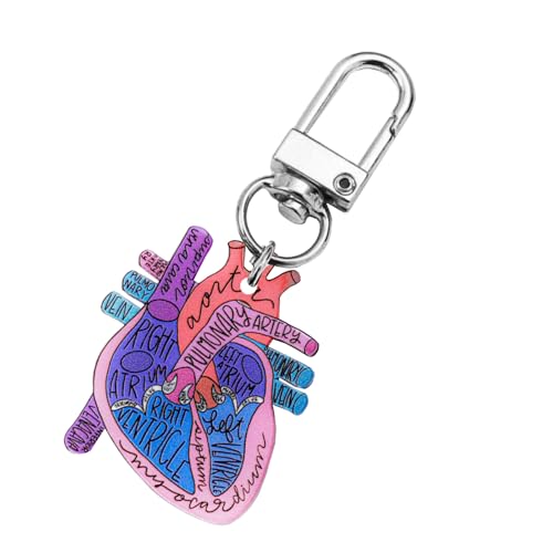 Humanes Herzdiagramm Schlüsselbund Detailliertes Herzschlüsselketten Accessoire Für Erwachsene Und Kinder Anatomie Beibringen von LIbgiubhy