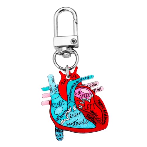 Laikoutd Herz Anatomie Schlüsselbund Orament Educational Heart Keychain Charme Mit Menschlicher Anatomie Für Wissenschaftsliebhaber von Laikoutd