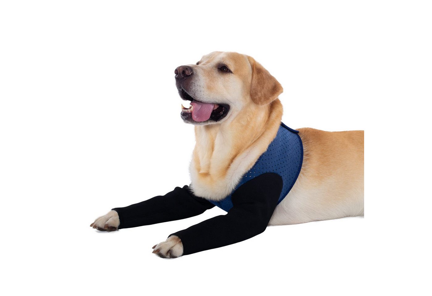 Ledander Stützbandage Hunde-Genesungsmanschette,Vorderpfotenschutz, Ellenbogenbandage, Alternative zum Kegelhalsband,waschbar, 2,5 mm dick, wasserdicht Ledander Stützbandage Hunde-Genesungsmanschette,Vorderpfotenschutz, Ellenbogenbandage, Alternative zum Kegelhalsband,waschbar, 2,5 mm dick, wasserdicht von Ledander