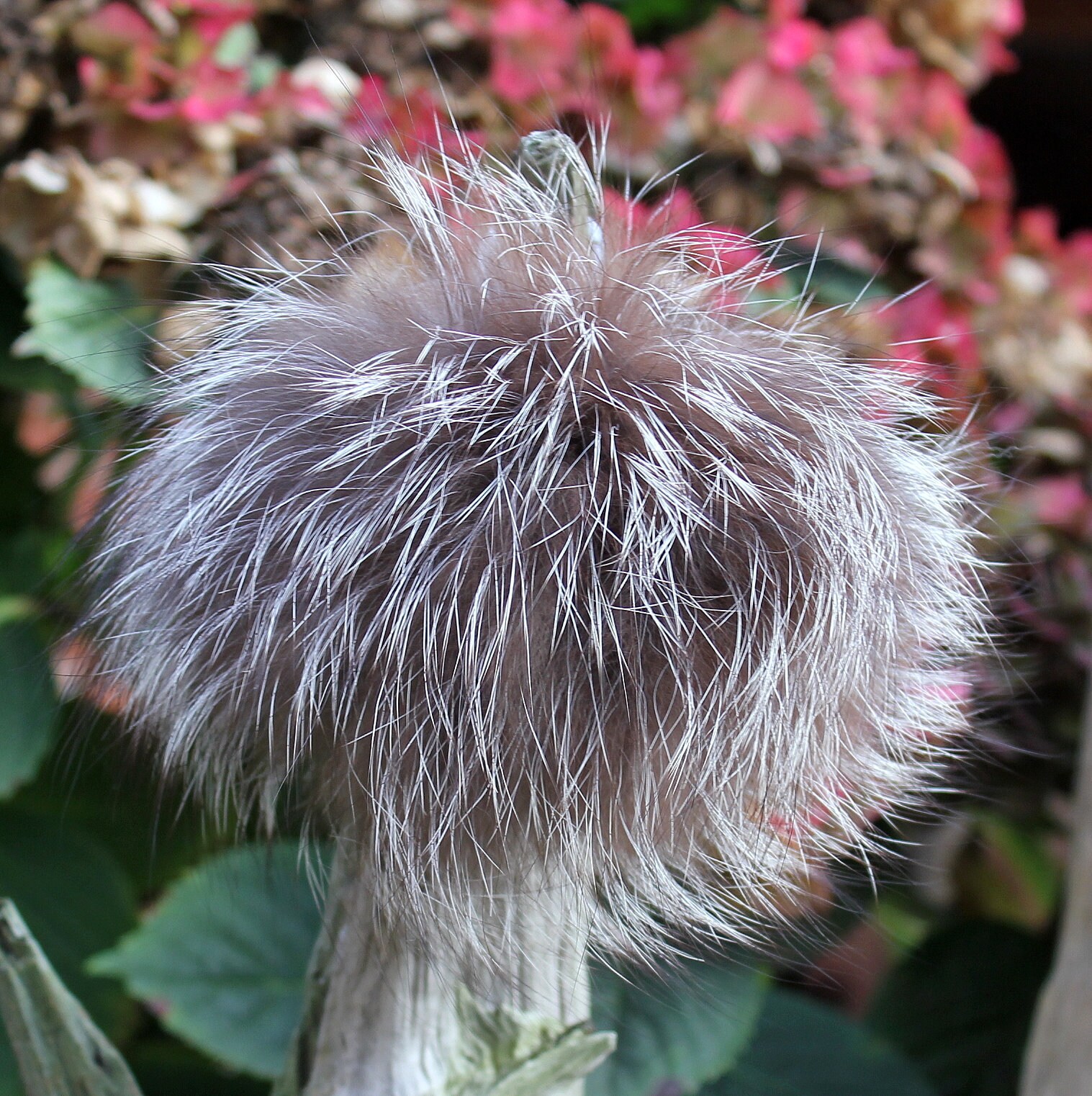 Silberfuchs Bommel 9-11 cm Ø Natur Pelzbommel Pompom Puschel Taschenanhänger Schlüsselanhänger Taschenbaumler Fellbommel Silberfuchs Bommel 9-11 cm Ø Natur Pelzbommel Pompom Puschel Taschenanhänger Schlüsselanhänger Taschenbaumler Fellbommel von LederKlappert