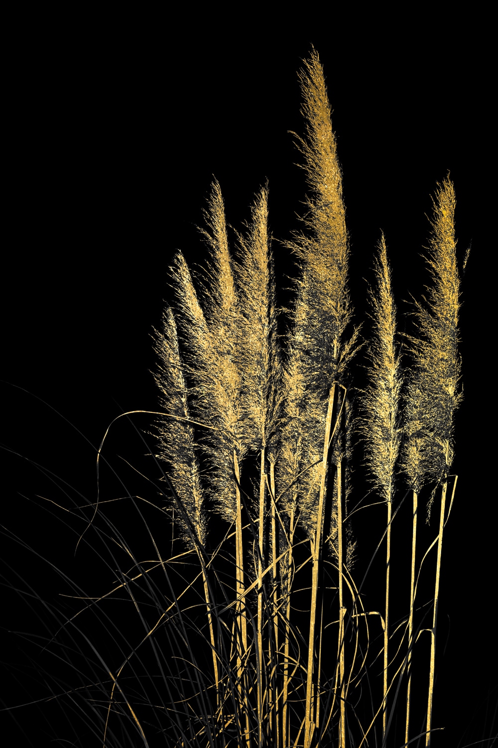 Leonique Acrylglasbild "Pampas Gras - Acrylbilder mit Blattgold veredelt", (1 St.) von Leonique