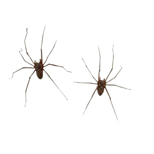 Stilvolle Spinnen Ohrringe Unisex Punk Mode Ohrschmuck PP Textur Ohrstolme Für Multifirtional Styling Spiders von Limtula