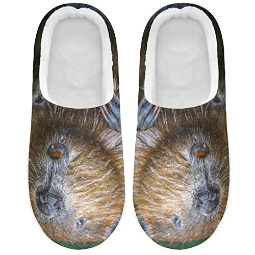 Linomo Süß Tier Biber Hausschuhe für Unisex Damen Männer Hausschuhe Wärme Drinnen Hausschuhe Schlafzimmer Schuh von Linomo