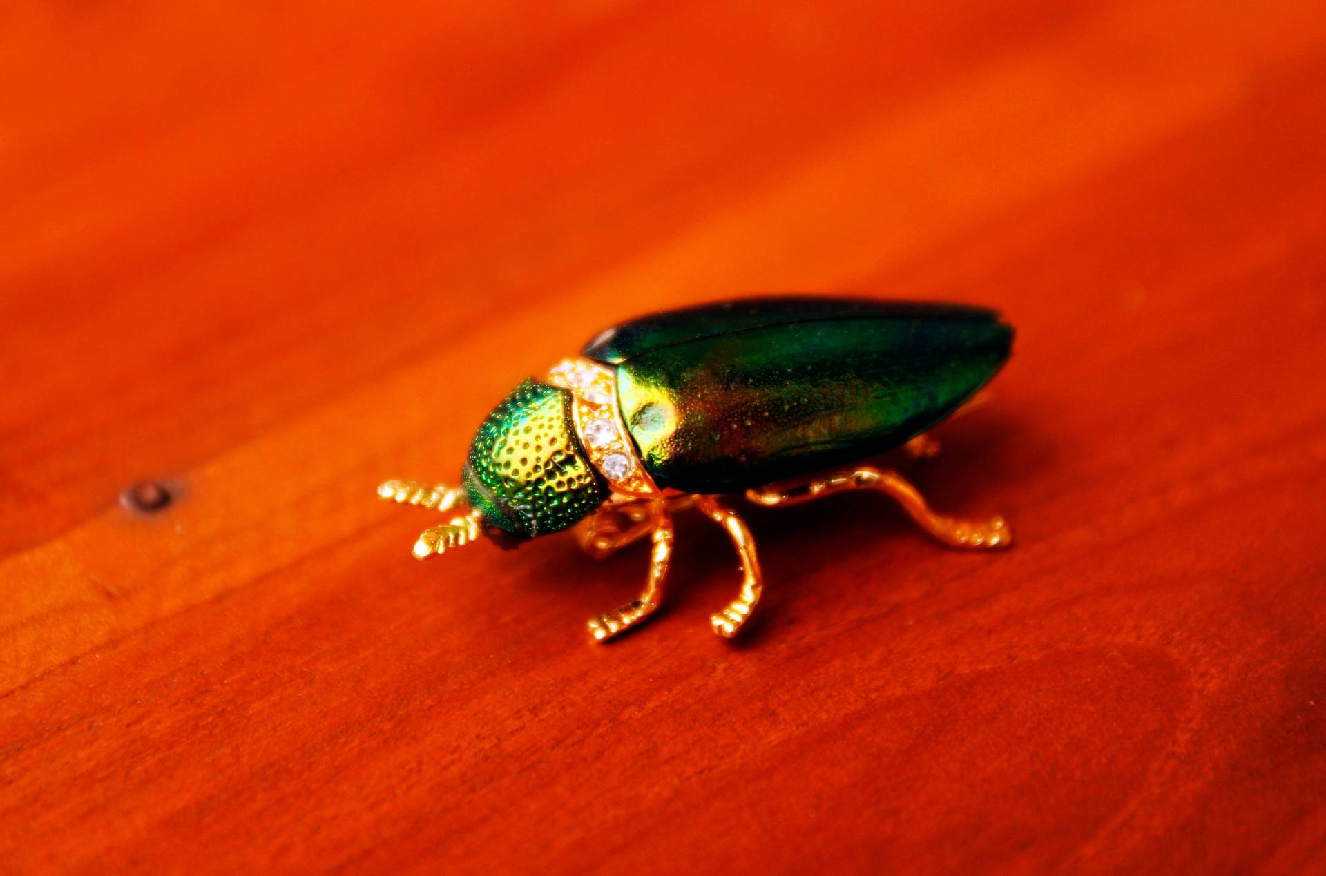 1 Stk. Echte Irisierende Grüne Juwel Elytra Käfer Brosche Strass Dame Insekte Brosche/Pin Geschenk Sammlerstück von Littlewingsmagic