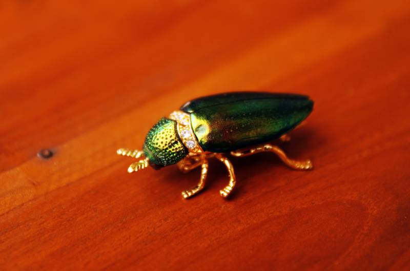 1 Stk. Echte Irisierende Grüne Juwel Elytra Käfer Brosche Strass Dame Insekte Brosche/Pin Geschenk Sammlerstück 1 Stk. Echte Irisierende Grüne Juwel Elytra Käfer Brosche Strass Dame Insekte Brosche/Pin Geschenk Sammlerstück von Littlewingsmagic