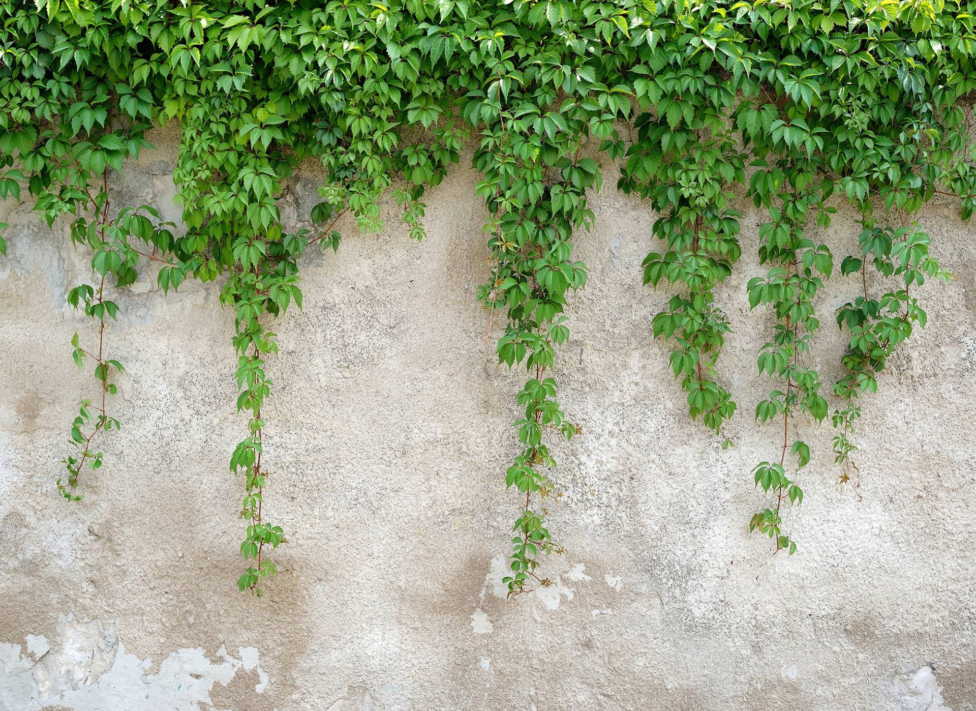 living walls Fototapete "Designwalls Climbing Leaves" glatt Vlies, Wand, Schräge, Decke von Living Walls