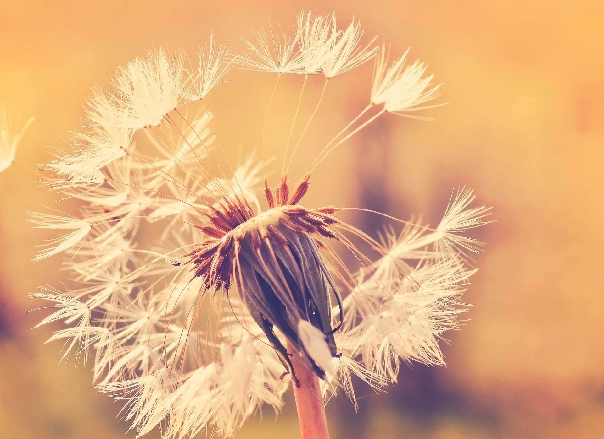 living walls Fototapete "Designwalls Dandelion 1" glatt Vlies, Wand, Schräge, Decke von Living Walls